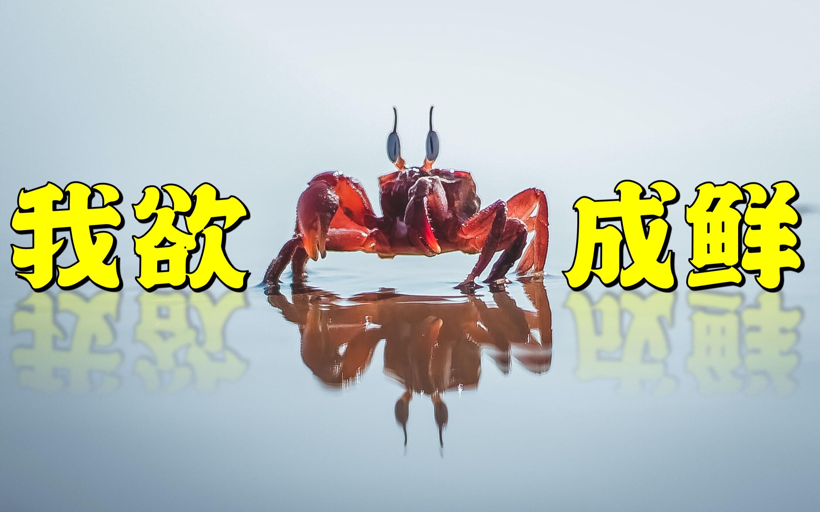【鬼谷说】虾蟹：只要我变得足够好吃就不会被吃