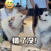 没有什么是一个大比兜解决不了的
