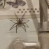 我要将厕所里的蜘蛛全部驱逐出去！