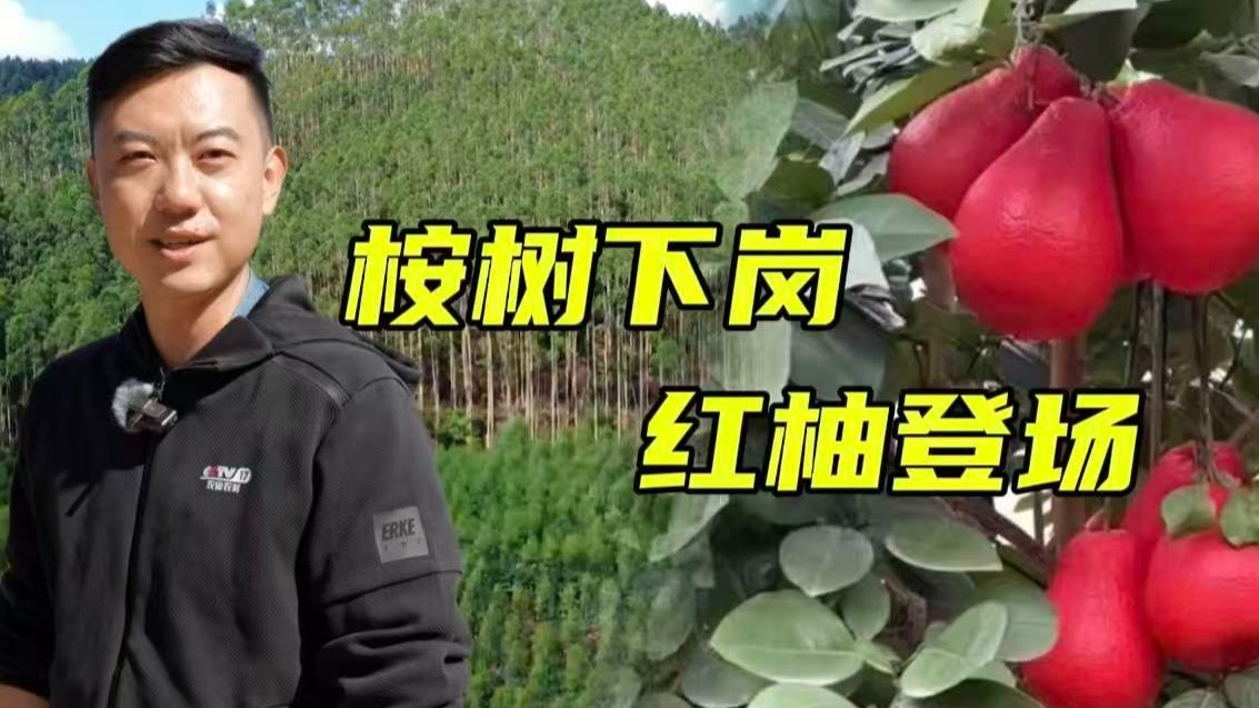 桉树林变柚林！桉树是功还是过？央视主播实地探访桉树林转型【主播说三农】
