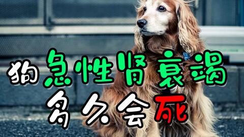 狗急性肾衰竭吃什么药 a9b5159383bbb2e7632213940718b2e9d6474cba.jpg@480w_270h_1c