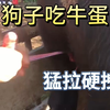 噶牛蛋给狗子吃，真给这狗子吃爽了