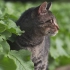 【纪录片】岩合光昭的猫步走世界 之「三浦半島」