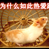 ［仓鼠小知识28］仓鼠为什么如此热爱跑步