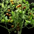 82天樱桃番茄从种子到果实 Growing Cherry Tomato Time Lapse - Seed to Fru