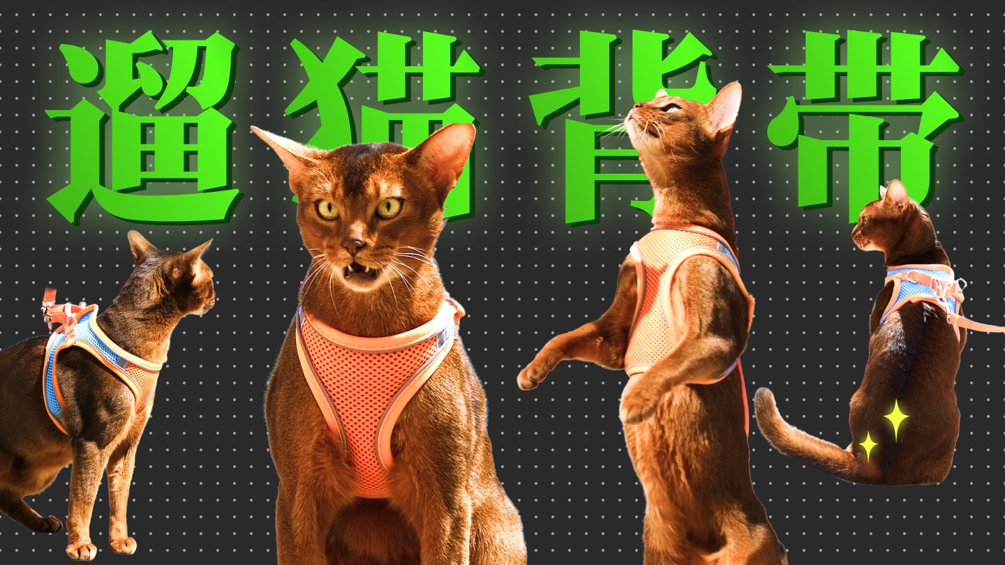 【科学养猫】猫咪牵引背带挑选指南｜防挣脱+舒适度测评