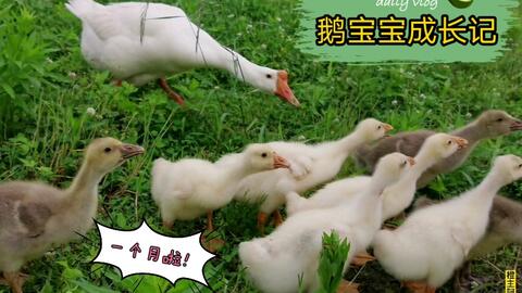 鹅仔不吃草功效 a9d5adc83fb6dc1b7425b15550bd61fc5c1370e4.jpg@480w_270h_1c