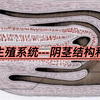 每天一块小芝士---动物生殖系统---阴茎结构和包皮