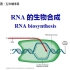 RNA的合成（一）