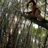 男子无端端爬上这二十多米高的竹子，他说是寻找记忆