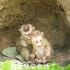两只悲催的小猴子太饿了总是吃不饱