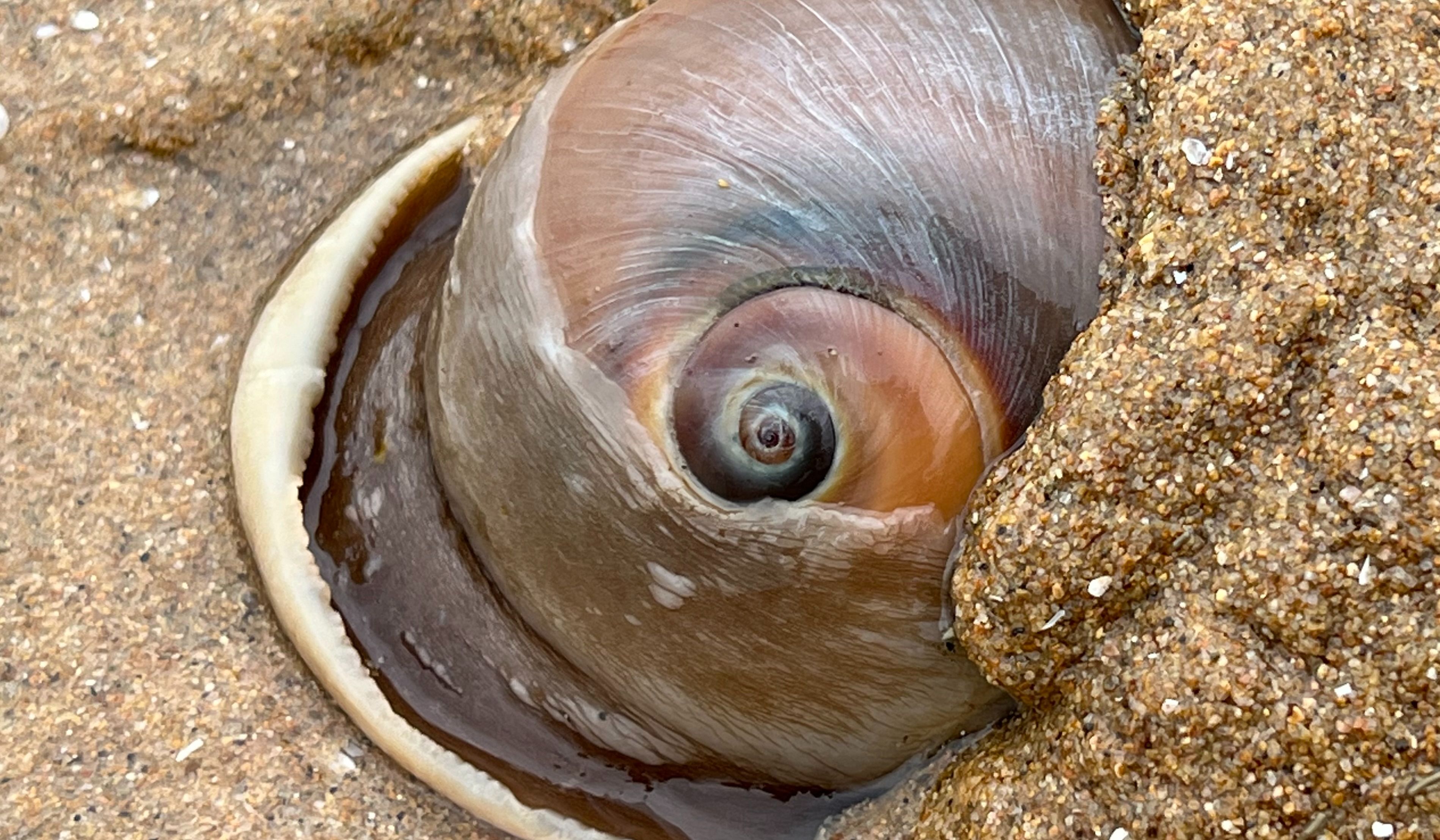 大庆赶海，在沙滩上发现大个猫眼螺留下的大鼓包，还有大海葵