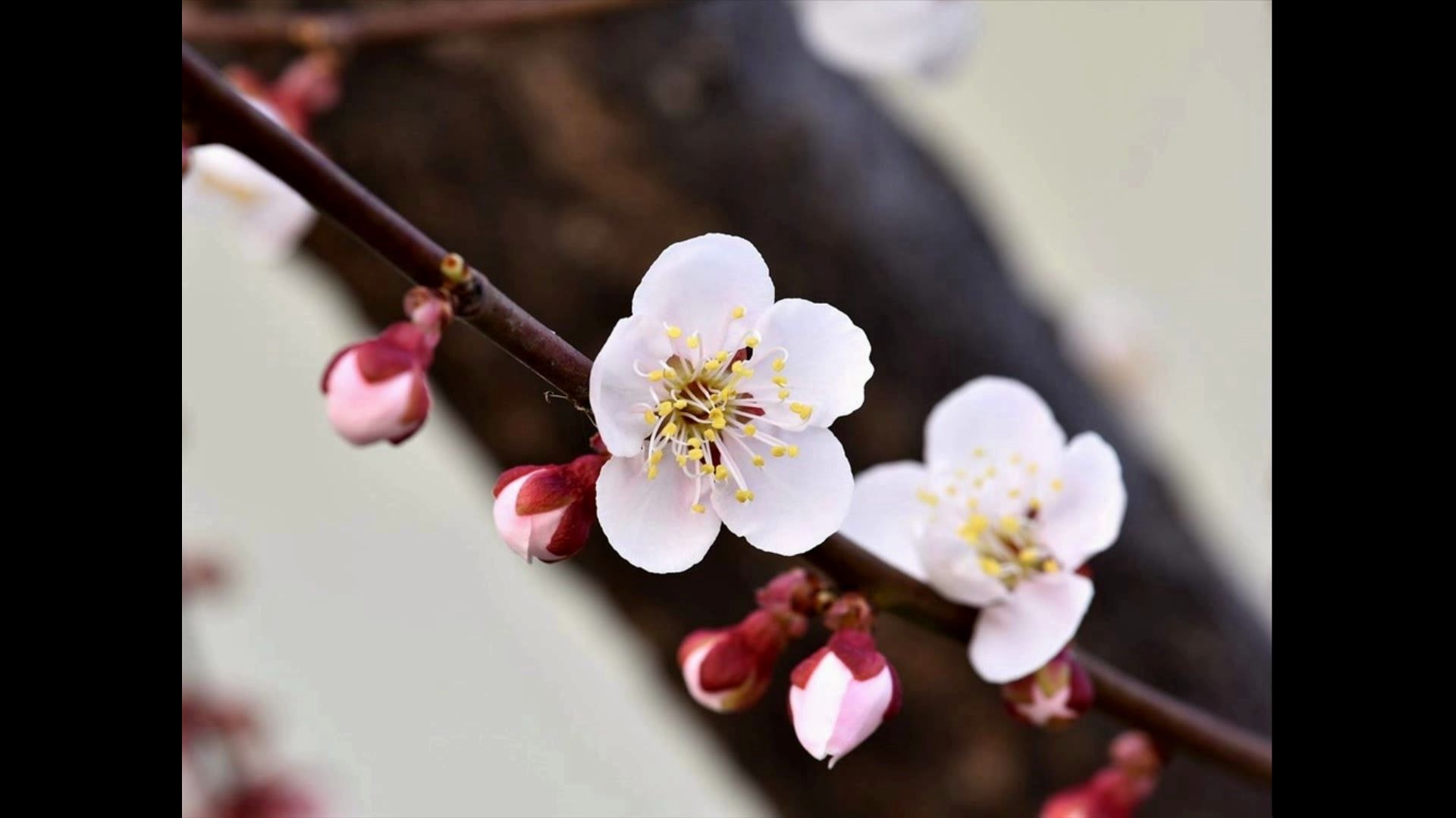 中华文化:梅 Plum TreesImportant Plants in Chinese Culture哔哩哔哩 (゜゜)つロ 干杯~bilibili