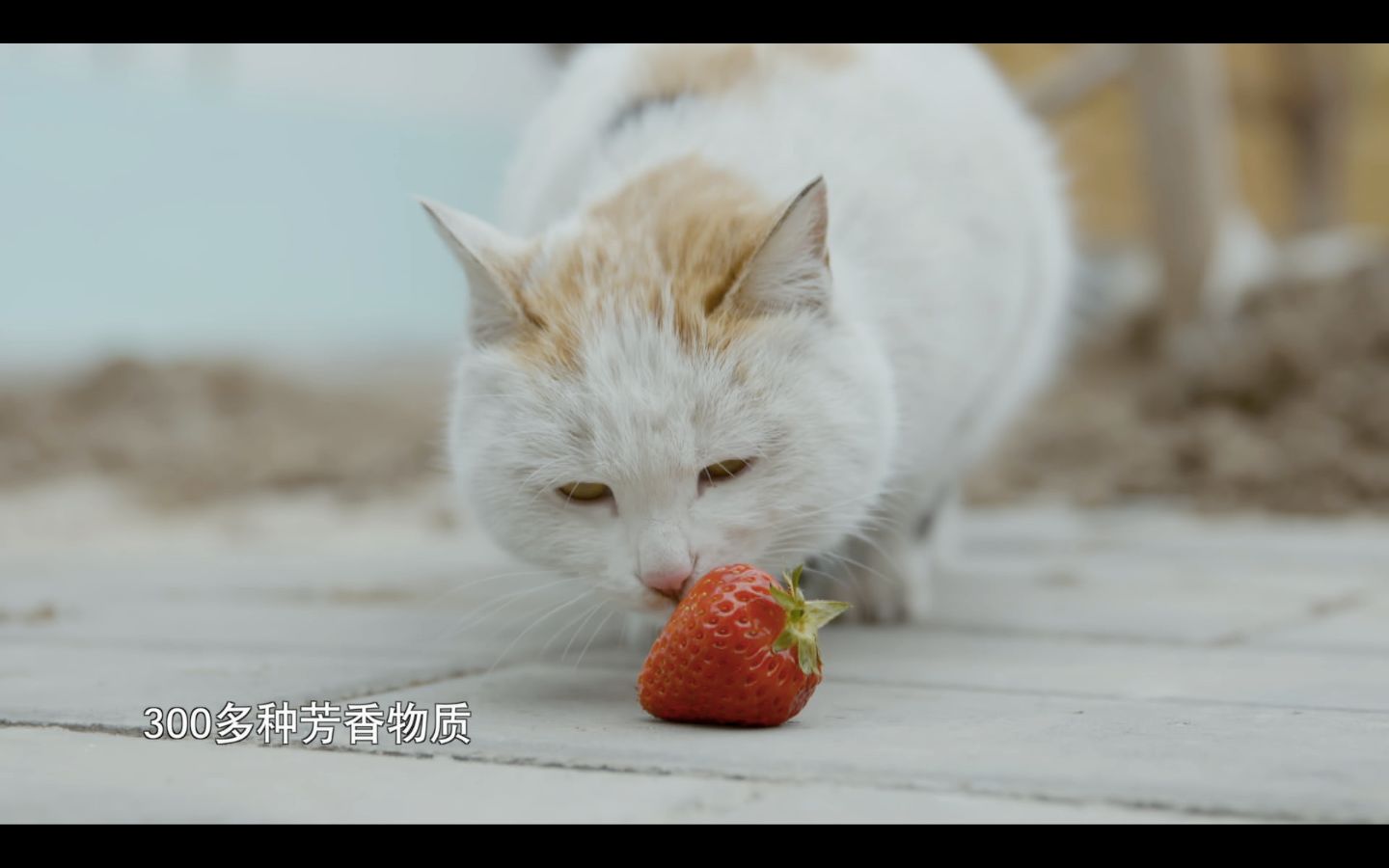 纪录片水果传第6集诱惑预告片