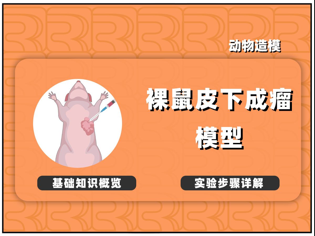 实验动物模型|裸鼠皮下成瘤造模讲解