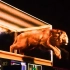 成都太古里裸眼3D屏上新“狮子王”，狮子跃出屏幕瞬间令人震撼！