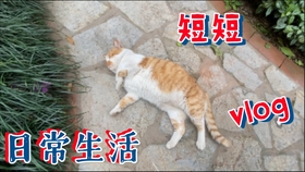 aa32a91e4eb32a22a71968e5995d66a1bfc21d0e.jpg@280w_158h_1c_100q.jpg