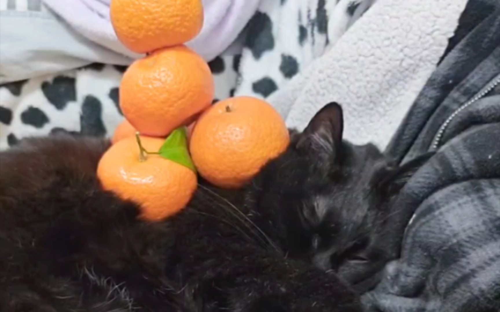 橘猫！