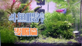 斗鱼玫瑰[斗鱼玫瑰尾]