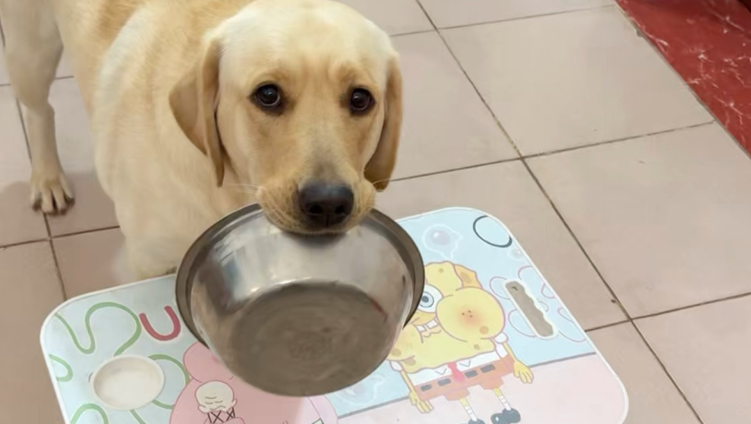 狗：难怪今天桌子好香