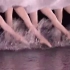 【迫真天鹅】赛博天鹅湖+24小天鹅| 真•水上芭蕾