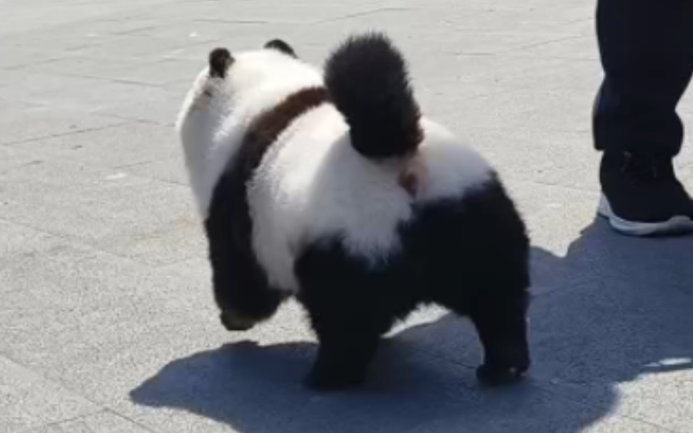 中国人人手一只熊猫的事情瞒不下去了