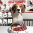 今天吃得勉勉强强吧 比格犬卢旺达生骨肉rawmeat吃播