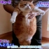 胖胖的猫猫！2連発！！超级可爱！！！