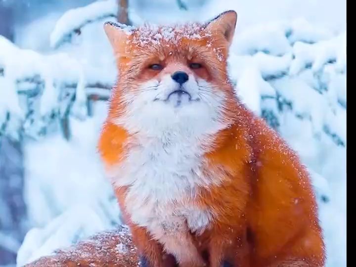 蹲守2个月终于拍到了“雪中灵狐”，分享给你们