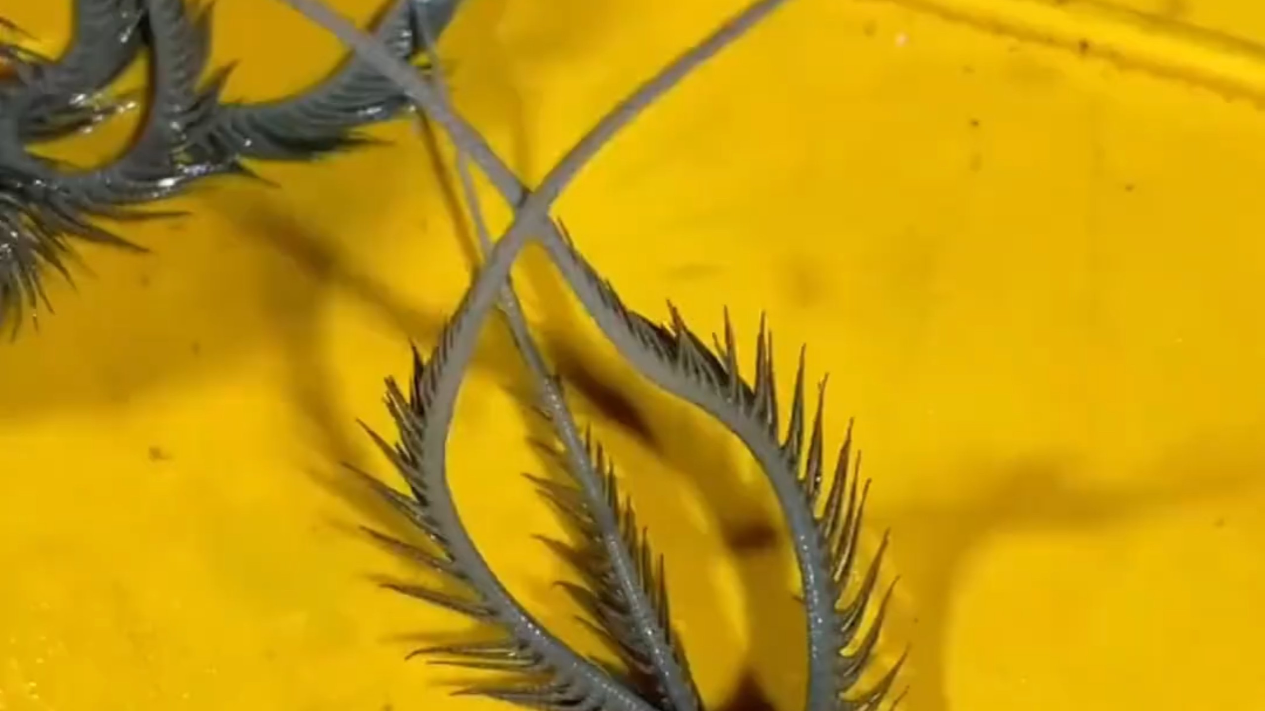 这是什么昆虫，有毒吗？