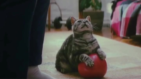 猫咪和主人长得越来越像 aadb1f3cedb8bd8ff4f2d608f46a2f0227bebe15.png@480w_270h_1c