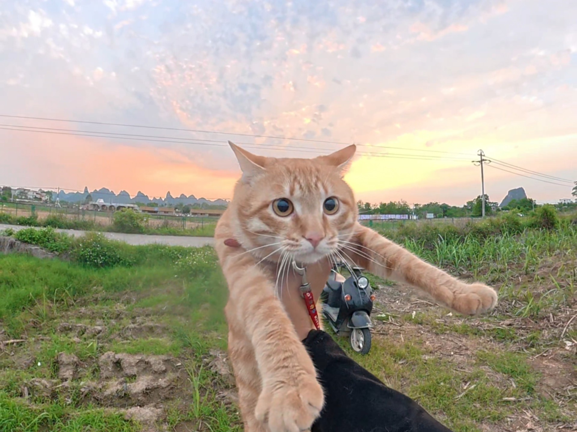 小猫要出去玩