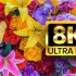 世界最美丽花朵 8K视频超高清60FPS