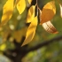 【空镜头】秋季秋天树叶阳光微风 素材分享