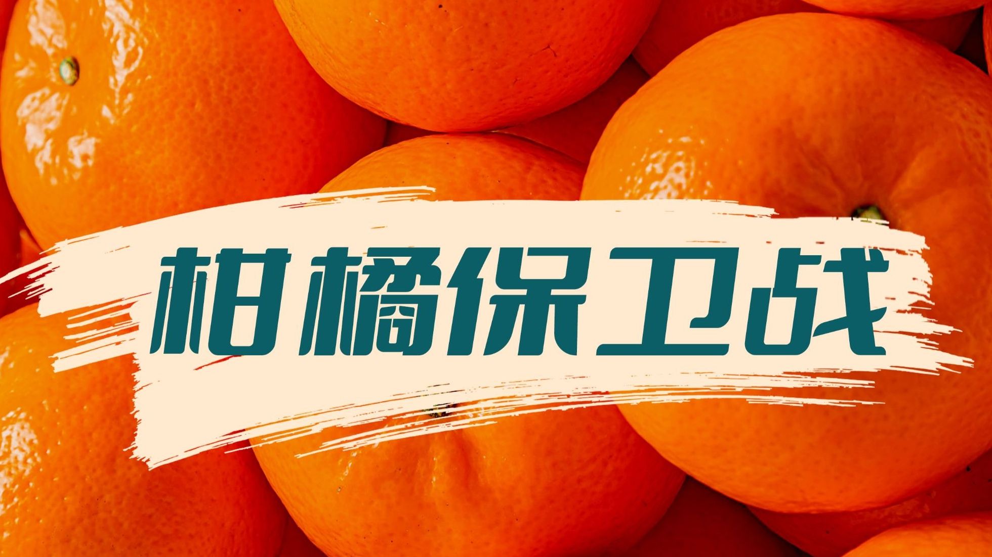 感染就要砍除整片山林？我们花了八年终于攻克这种柑橘“绝症”