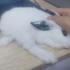 【兔兔】一只会自己钻进手里的兔兔-睡姿奇妙