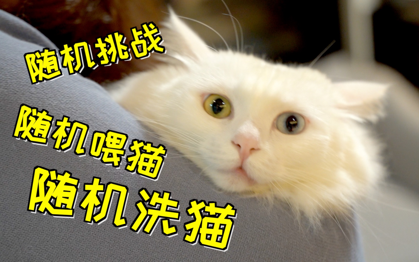 [吃猫条]正常猫vs大白_哔哩哔哩 (゜-゜)つロ 干杯~-bilibili