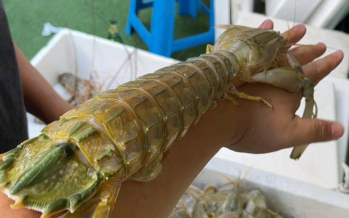 泰国美食：手臂长的巨型皮皮虾的100种吃法炭烤盐焗生腌一个都不能少