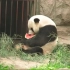 熊猫古古吃西瓜