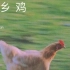 老乡鸡（龙崎 / 法老 / boogie lin / rango）字幕