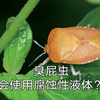 [常见昆虫系列]吃素蝽类中最对得起“臭屁虫”这个俗称的物种，甚至还带有腐蚀性