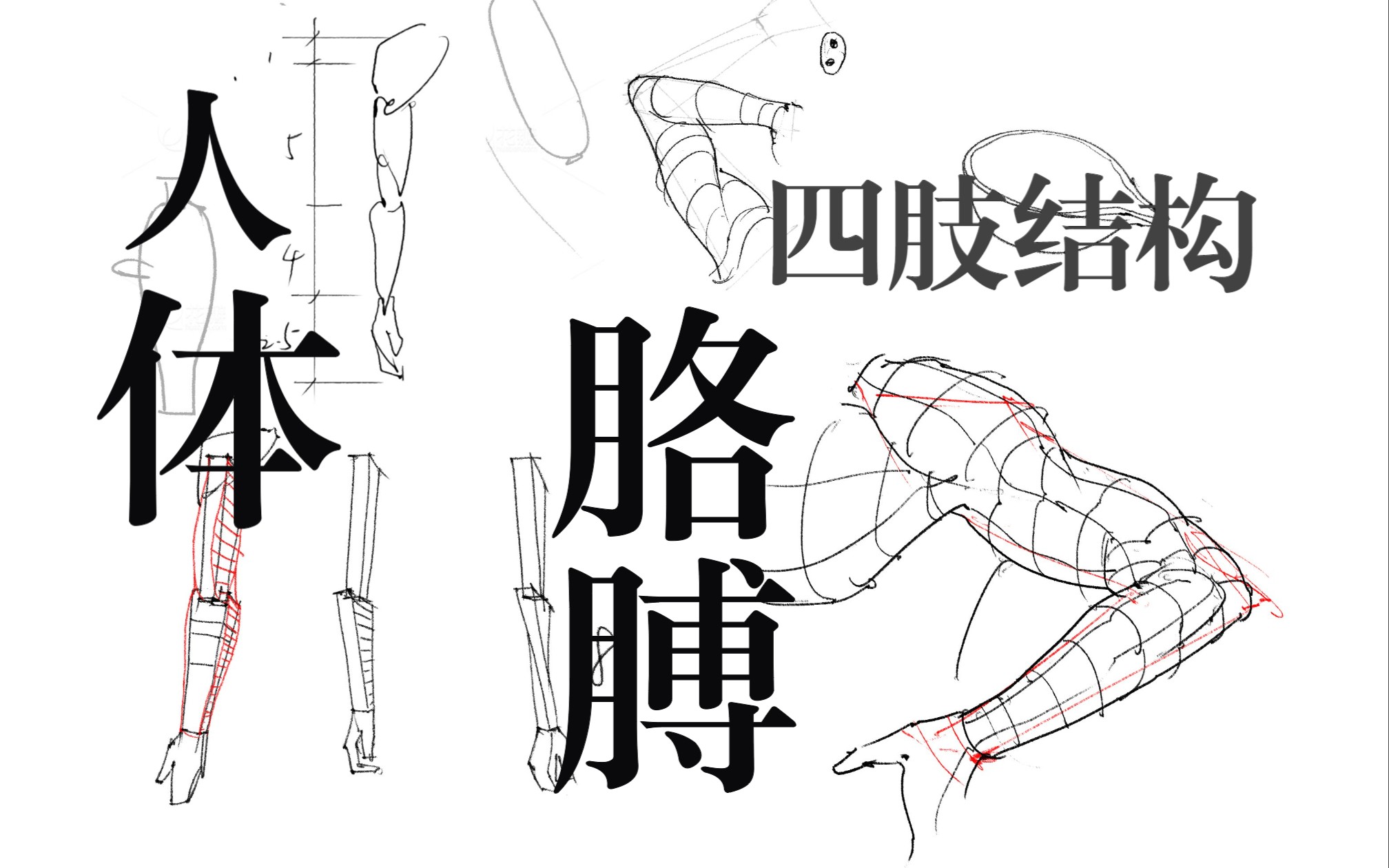 人体结构课-第十五节-四肢-胳膊