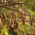 酸豆的一生｜种植和收获酸角｜加工罗望子