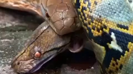 蟒蛇的绞杀技能在眼王的毒牙面前不值一提！！