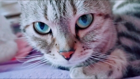 怎么看小猫的眼型 ab6918ec54c0cd7f37a4faa5394e12eb809d790b.jpg@280w_158h_1c_100q.jpg