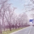 【踏青Vlog】超治愈的樱花大道｜疫情期间第一次回扬州