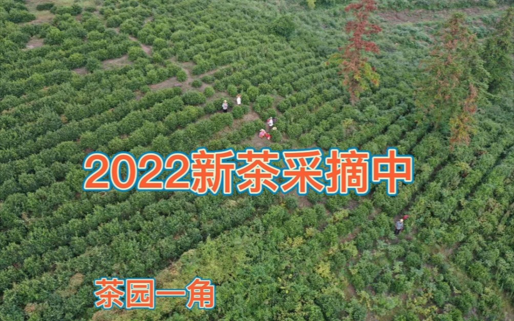 2022年新茶,绿茶.哔哩哔哩bilibili