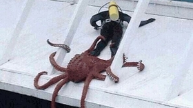 如何杀娃娃鱼视频 ab90c6c3043aa3efe905870b5dbea8130beb30e2.jpg@280w_158h_1c_100q.jpg