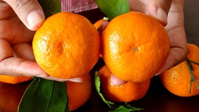 多肉怎么分公母 abbc1ac3c586fb5a07afc12269b1202399b36884.jpg@280w_158h_1c_100q.jpg