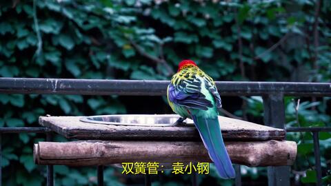abc8080ad459b33d3168e97f2b666f406e18a884.jpg@480w_270h_1c